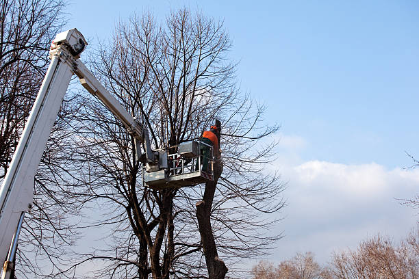 How Our Tree Care Process Works  in  Jenkins, KY